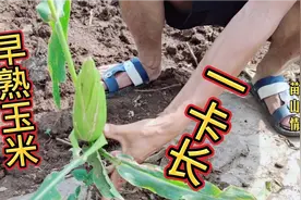 云南昭通盘河镇农村，种的新品种玉米，个个农民都说奇怪了视频封面