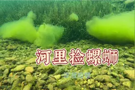 河里捡螺蛳，浮潜捡螺，水清螺大，湖南永州有道菜叫“喝螺”视频封面