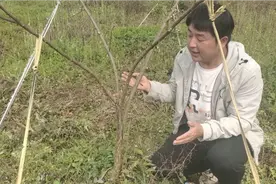 李子树从小这样培养，结果枝靠近主杆成排枝果大，修剪蔬果又方便视频封面