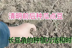 不负好春光，春耕正当时，长豆角的种植时间和方法视频封面