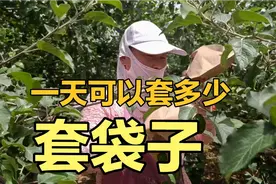 陕西苹果产地套袋，一个6分钱，一天居然可以套这么多袋子，厉害