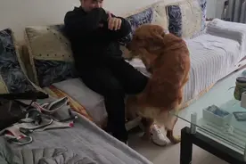 一个月不见小主人，狗狗简直疯了一样，你家狗狗也这样？