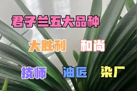 做为一个君子兰养植爱好者，一定要知道的长春君子兰五大品种视频封面