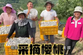 甘肃农村300亩樱桃开园采摘，野猪进地破坏严重，农业真不容易！视频封面