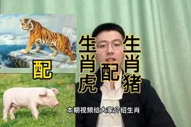 十二生肖速配详解：生肖虎与生肖猪。快转给身边属虎和属猪的人视频封面