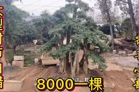 对节白蜡作为盆景之王，直径小一米粗才卖8000一棵，简直太值啦！视频封面