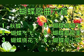 花恋蝶，蝶恋花，请欣赏六首好听的蝴蝶歌曲，享受大自然的美。