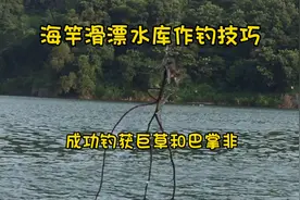 海竿滑漂水库作钓技巧：成功钓获巨草和巴掌非，狙击深水大鱼！