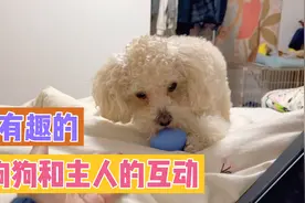 这个狗狗和主人的互动，感觉是狗狗在逗主人玩…视频封面