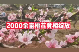 重庆主城  2000余亩桃花竞相绽放视频封面
