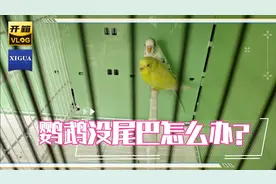 闲鱼买了一只没尾巴的虎皮鹦鹉，还能长出来吗？视频封面