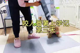 狗子护食下口咬人果断利索，小姐姐直接一掌擒拿手，狗狗秒怂投降视频封面