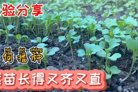 经验分享，如何播种菜种子，菜苗长得又齐又直，还没病虫害视频封面
