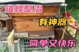 雄蜂整治有妙招，安装上这个神器，雄蜂一秒就搞定！视频封面