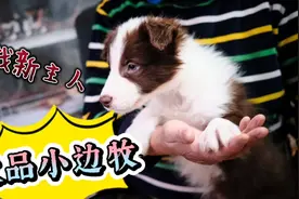 极品小边牧寻找新主人！想养好狗，不花冤枉钱，选他们就对了！视频封面