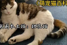 我国本土狸花猫，想在家养一只吗？视频封面