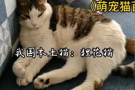 我国本土狸花猫，想在家养一只吗？视频封面