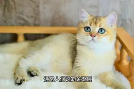 什么叫做金渐层，为什么叫做金渐层，看了这个终于可以分的清了