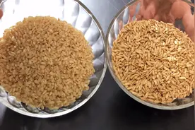 糙米和燕麦米这样做，没想到还有这么多的好处，再也不担心长胖了视频封面
