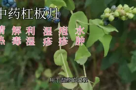 中药杠板归，清热解毒利湿，用于湿疹，疱疹，水肿视频封面
