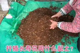 如何扦插长寿花？扦插长寿花用什么配土？冬天能扦插长寿花么？视频封面
