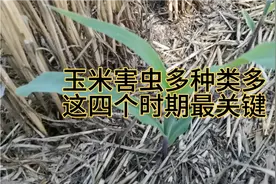 防治玉米害虫，这四个时期最关键，效果好果穗大产量高视频封面