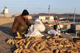 农村光棍自制玉米剥粒神器，不磨手效率高，一人能顶三，看看咋样视频封面
