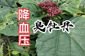 每天一味中草药，臭牡丹，可降血压和治风湿，视频最后有用法