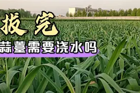 大蒜拔完蒜薹之后，还需不需要浇水，还要不要再上肥料视频封面