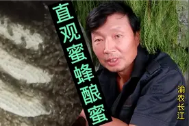 自己飞进一桶蜜蜂，三个月时间竞然酿这么多蜜，全程观看密蜂造糖视频封面