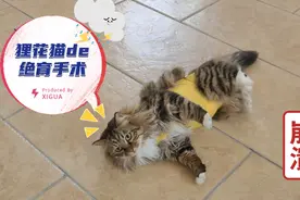 小母猫绝育手术记录，居然出现呕吐情况，幸好不影响手术进行视频封面