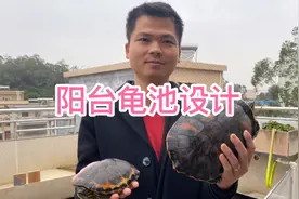 阳台养龟怎么设计，普通版方案拿去！