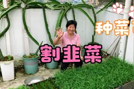 楼顶小菜园的韭菜鲜嫩可爱，割一把包饺子吧！视频封面