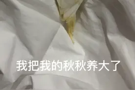 寻鸟启事丢失袁寨镇 虎皮鹦鹉 白色会说秋秋 你好 恭喜发财 亲亲视频封面