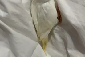 寻鸟启事丢失袁寨镇 虎皮鹦鹉 白色会说秋秋 你好 恭喜发财 亲亲视频封面