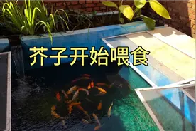 鱼池里面的芥子状态上来了，开始喂点饲料，看鱼吃食太猛了视频封面