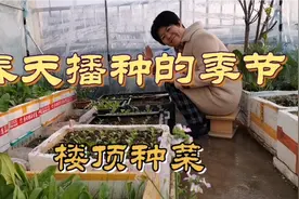 楼顶种菜，仲春了5元钱买5样种子，抓紧种起来，太值啦！视频封面