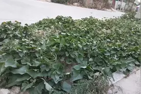 台风圆规登录福建泉州，风力达到10级，台风破坏力有多强大视频封面