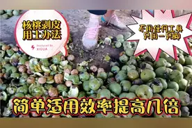山村农民核桃剥皮有办法，不用工具用脚踩，效率快几倍视频封面