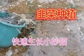 韭菜苗长得细小不用急，用这水浇一浇，韭菜疯长不停又粗又绿视频封面