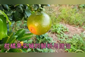柑橘果实蝇（针蜂）的解析与防治视频封面