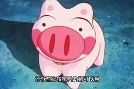 认识动物—猪（4）视频封面