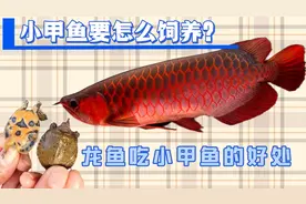 小甲鱼要怎么饲养