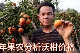 沃柑价格低有这几点原因！分析有道理值得看，未来价格如何？视频封面
