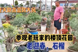 应邀参观老盆友的楼顶花园，放了几百盆满满登登，看老盆迎春石榴视频封面