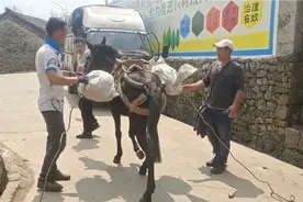广东老板来云南农村买驮骡 ，可试驮四百左右一万二千八成交贵吗