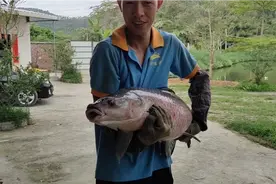 大货，大货，将近30斤，大黑皖鱼！话说应该怎么煮呢？