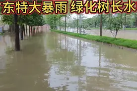 广东普宁特大暴雨。绿化树都泡水中小车荡起的水纹像海浪一样。视频封面
