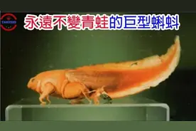 揭秘永远不会变成青蛙的巨型蝌蚪，能生出蝌蚪的蝌蚪？视频封面