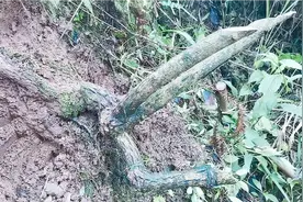 这棵长在黄土坡上的野生猕猴桃天然悬崖造型，做盆栽很不错视频封面